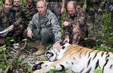 Khu bảo tồn Trung Quốc nửa mừng nửa lo vì hổ do ông Putin thả