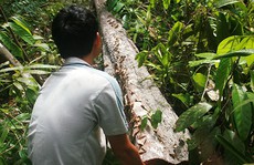 Tàn phá rừng ươi lấy hạt