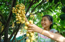 Những vườn dâu trăm triệu của nông dân miền Tây