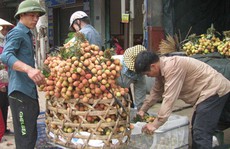 Trái cây Việt rộng đường vào Mỹ