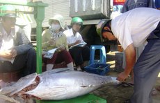 Cám cảnh cá ngừ Phú Yên
