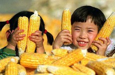 “Nông nghiệp yêu nước” kiểu Trung Quốc (*): Bại lộ âm mưu