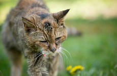 Mèo sống lâu nhất chết ở tuổi 24