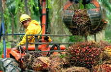 Cây dầu cọ của bầu Đức dùng để làm gì?