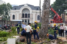 Dùng gỗ cây bị đốn trước Nhà hát TP HCM trùng tu chùa