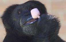 Vườn thú Brazil đãi động vật ăn kem để giải nhiệt