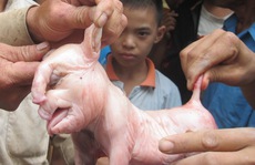 Đổ xô đi xem lợn đẻ ra 'voi'