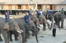 Tổ chức tang lễ cho voi nhà 62 tuổi