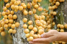Giá 1.500 đồng/kg, dân miền Tây bỏ dâu chín rụng đầy vườn