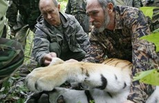 Hổ quý của ông Putin vượt biên sang Trung Quốc