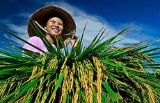 Hạt vàng hóa bạc!
