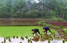 Gần 1/5 đất nông nghiệp Trung Quốc nhiễm độc