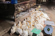 Dịch cúm A/H5N6 xuất hiện tại Thanh Hóa