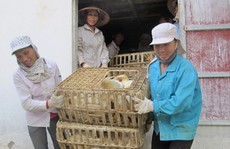 Tan hoang “thủ phủ” gà công nghiệp