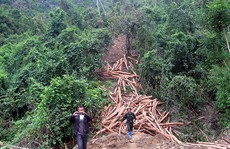 Ngưng cho doanh nghiệp Trung Quốc thuê rừng?
