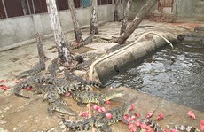 Tiếc vì cá sấu phải bán thô