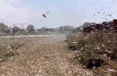 Nga: Ban bố tình trạng khẩn cấp vì... châu chấu