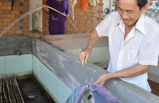 Kiếm bạc triệu từ nuôi lươn không bùn