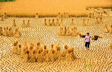 Hẩm hiu chút phận đàn bà