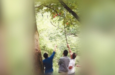 Trung Quốc: Lễ hội bị hủy vì du khách trộm chuông gió