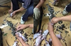 Sốc với video làm thịt chuột cống dã man ở Trung Quốc