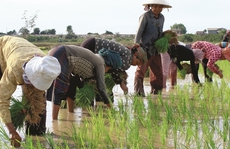 Làm gạo giỏi như Campuchia