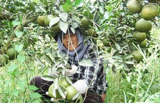 Thu tiền tỉ trên vùng đất chết