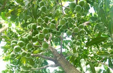 Bơm 22.000 tỉ đồng phát triển cây mắc ca