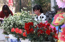 Đà Lạt: Người bán hoa hồng 'trúng đậm'