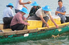 Bảo tồn ghẹ xanh Kiên Giang