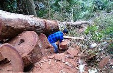 Lâm tặc chặt 3 cây sa mu trăm tuổi trong vùng lõi khu bảo tồn