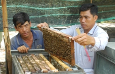 Về Đồng Tháp nuôi ong lấy mật làm giàu