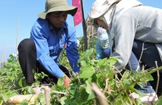 Phát động Tết trồng cây, hỗ trợ người nghèo đảo Lý Sơn
