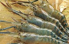 Nhắm mắt đưa chân