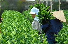 Hoa Đà Lạt: Xuất khẩu hay là... chết?