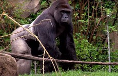 Tranh cãi quanh việc sở thú Mỹ bắn khỉ đột cứu bé trai