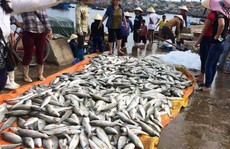 Gần 50 tấn cá lồng chết bất thường ở Nghi Sơn
