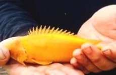 Bắt được con cá rô vàng rực rỡ ở Tây Ninh