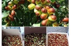 Dân Hà Nội tiêu thụ mạnh táo tàu tươi