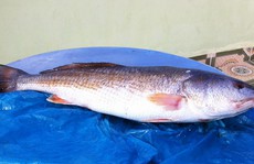 Bắt được cá sủ vàng nặng 7 kg