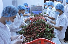 Trái cây Việt chinh phục thị trường khó tính