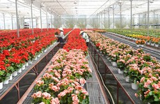 Vui buồn mùa hoa Tết