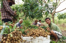 Không cần lưu huỳnh, vỏ nhãn vẫn sáng