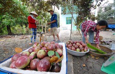 Vú sữa Việt Nam sẽ được xuất sang Mỹ