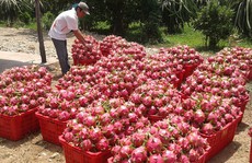 Thanh long quá lệ thuộc thị trường Trung Quốc