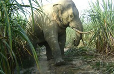 Lần đầu tiên, voi mang thai trong môi trường bán hoang dã