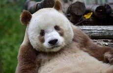 Chú gấu trúc màu nâu duy nhất trên thế giới