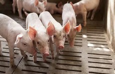 Kháng sinh trong chăn nuôi làm tăng vi khuẩn kháng thuốc