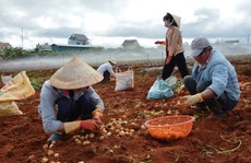 Lâm Đồng hỗ trợ cho khoai tây Đà Lạt 'đấu' với hàng Trung Quốc