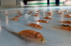 Hàng ngàn con cá bị đông lạnh dưới sân trượt băng